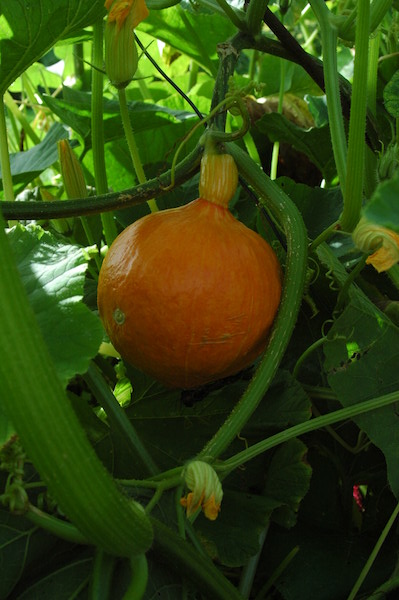 Atelier participatif jardin nourricier