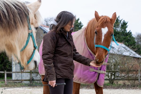 Stage "connexion animale et développement personnel" - 2 JOURS